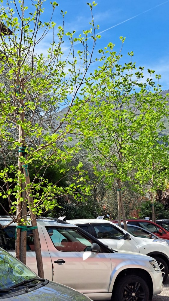 Automercato Santuliana